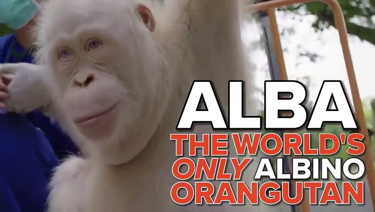 The World's Only Albino Orangutan SOLVES PUZZLES!!   Love Nature