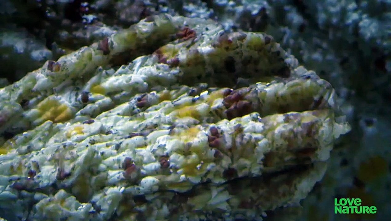 These Underwater Assassins Have Claimed The Lives of Many