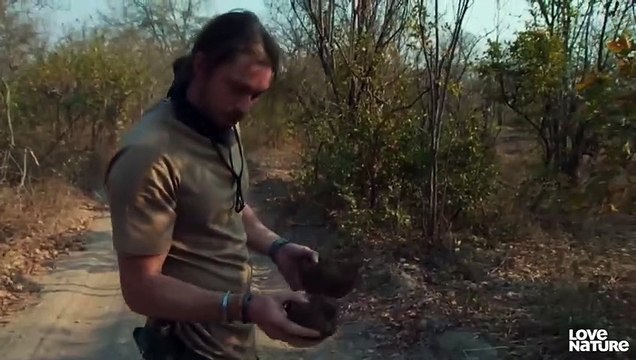 Thirsty Wild Dog Puppies Enter Croc-Infested Danger Zone Love Nature