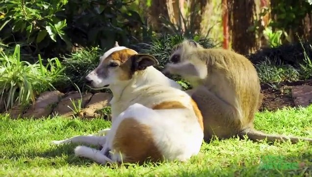 This Monkey Is Obsessed With His Dog Friends Oddest Animal Friendships