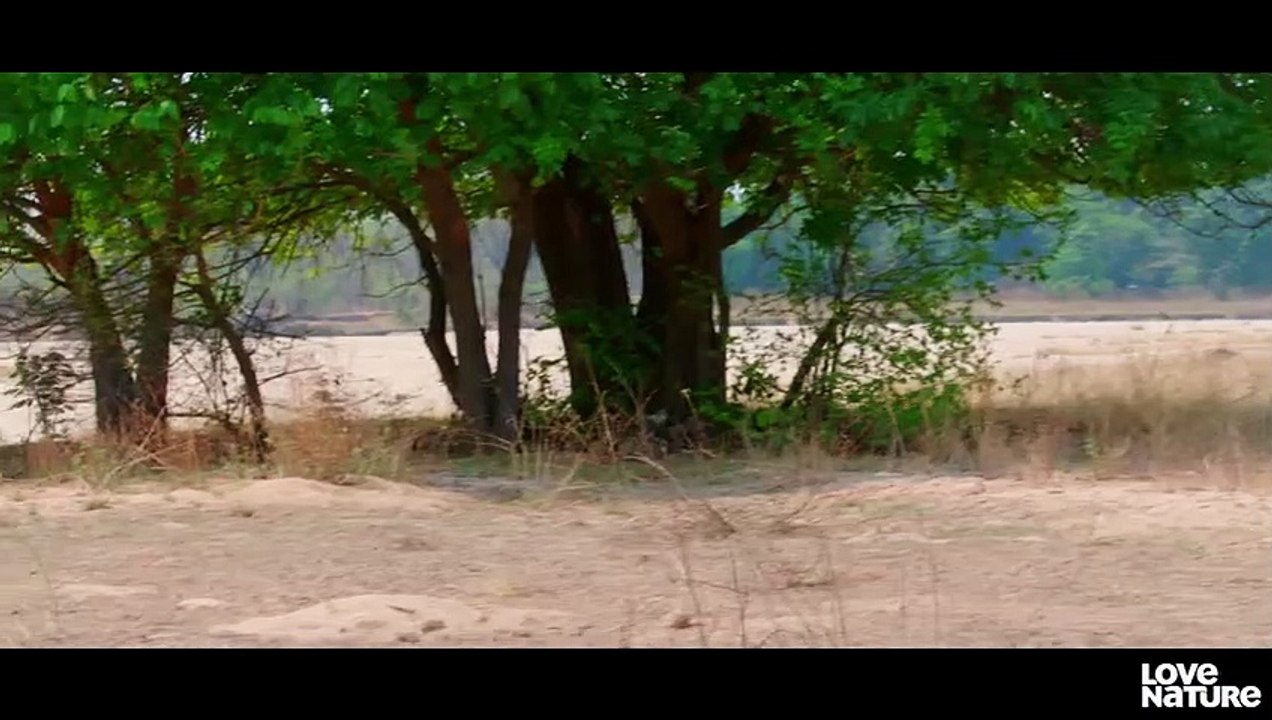 Wild Dog Puppies Fascinated By Remote Control Truck   Love Nature