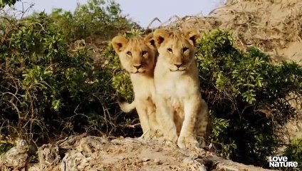 Young Lion Cubs Attempt to Make Their First Kill   Love Nature