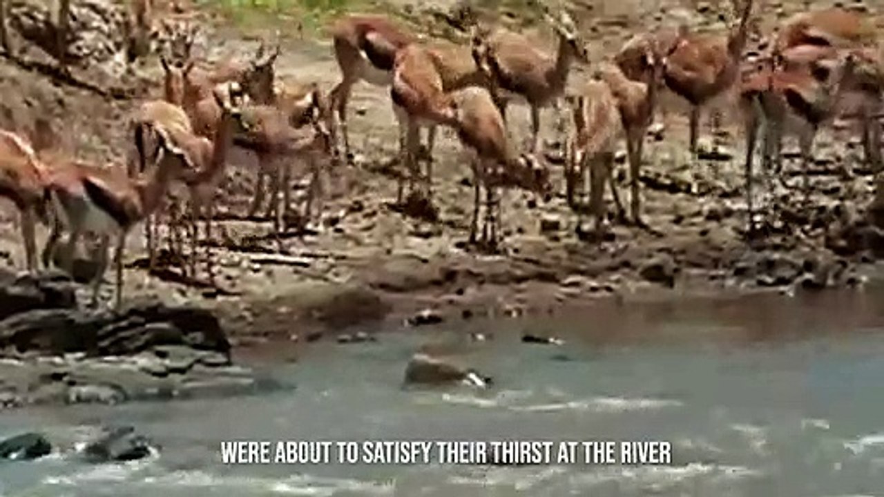 1 Second is Enough To Kill The Prey (2)