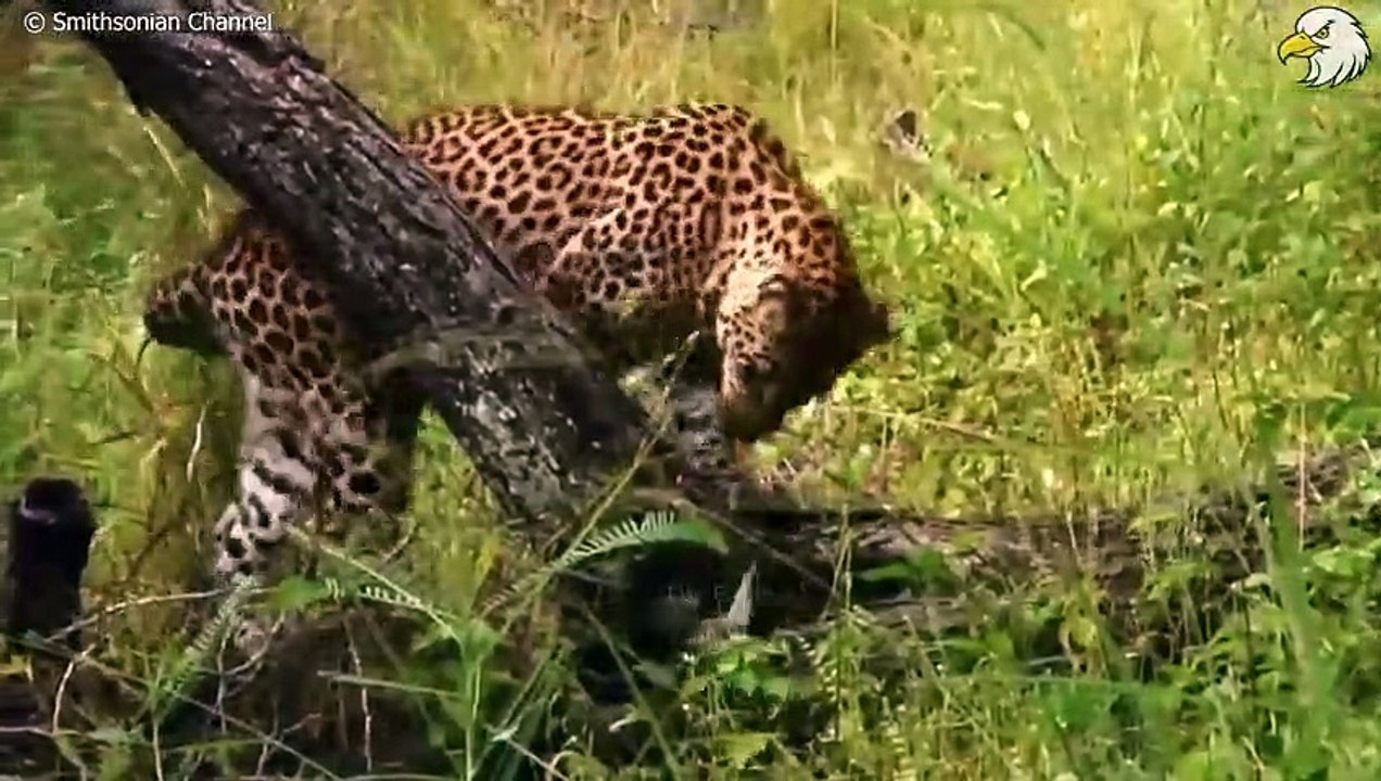 30 Moments Leopards Fight Baboons To Save Their Babies   Animal Fight