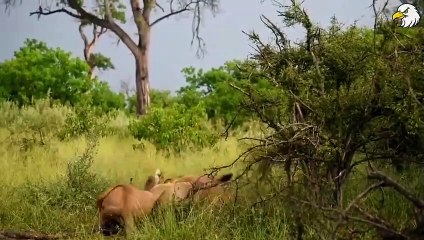 30 Moments Mother Rhino Saves Her Newborn Baby From Lion   Wild Animals