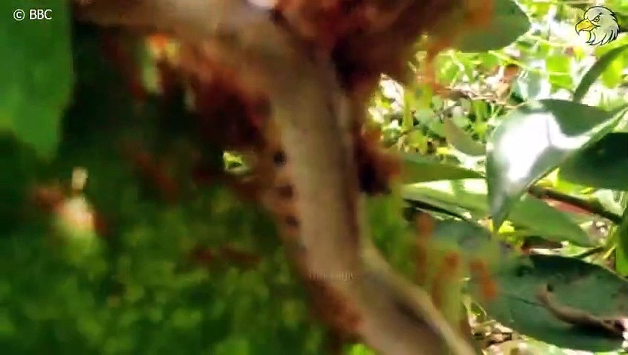 Ants Hunting Their Prey Destroy The Body Of Predators   20 Brutal Moments of Ants Hunting Their Prey