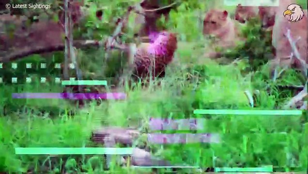 Awful! Old Leopard Is Seriously Injured And What Bad Thing Happened To The Poor Leopard