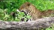 Bad Thing Happened To Poor Injured Leopard and What Happen Next, Can It Survive  Wild Animals