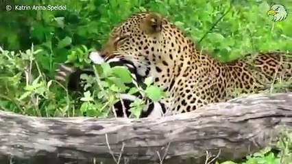 Bad Thing Happened To Poor Injured Leopard and What Happen Next, Can It Survive  Wild Animals