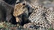 Cheetahs' Bloodthirst Makes Them Unstoppable