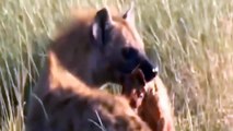 Deserved! Crazy Lion King When Challenging Hyenas And The Bitter End- Buffalo vs Lion