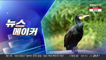 [주간 뉴스메이커] 유해동물지정 '민물가마우지' 外