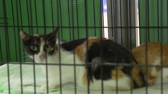 20 gatos rescatados necesitan un hogar