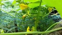 Choti golpo | বাংলা চটি গল্প | Different types of vegetables in our garden