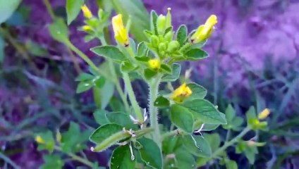 বাংলা চটি গল্প | Review of beautiful corn field in my land vid