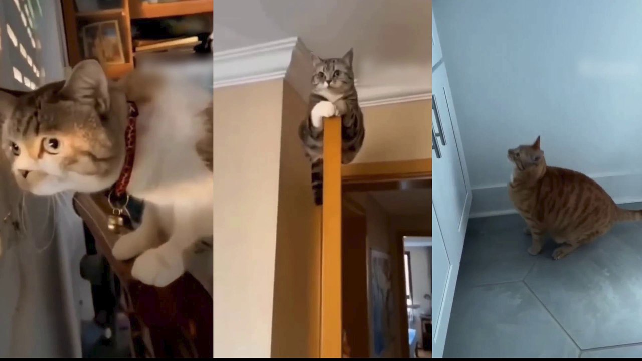 Funny Dogs And Cats Videos-----Best Funniest Animal Videos Of The Day---#121---أطرف مقاطع الفيديو الحيوانية اليوم