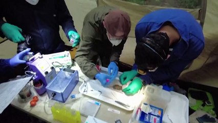 How gold mining contaminates Amazon wildlife