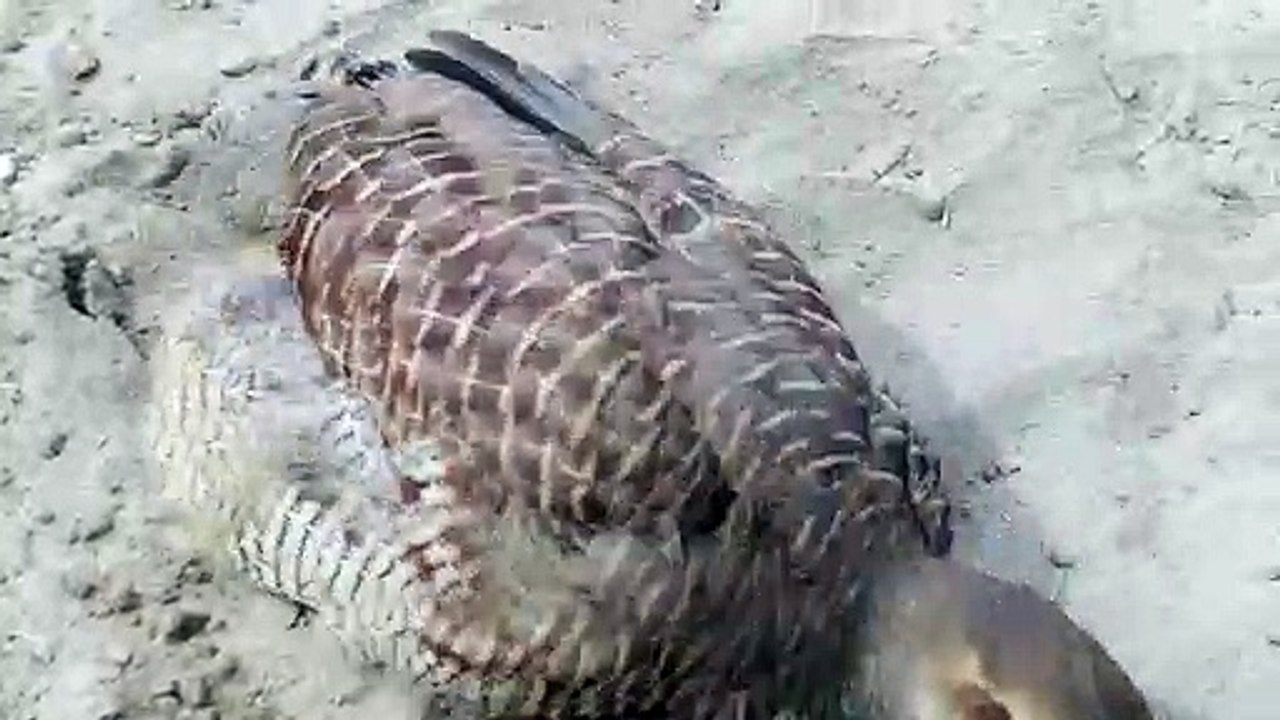 Sindhi teetar voice