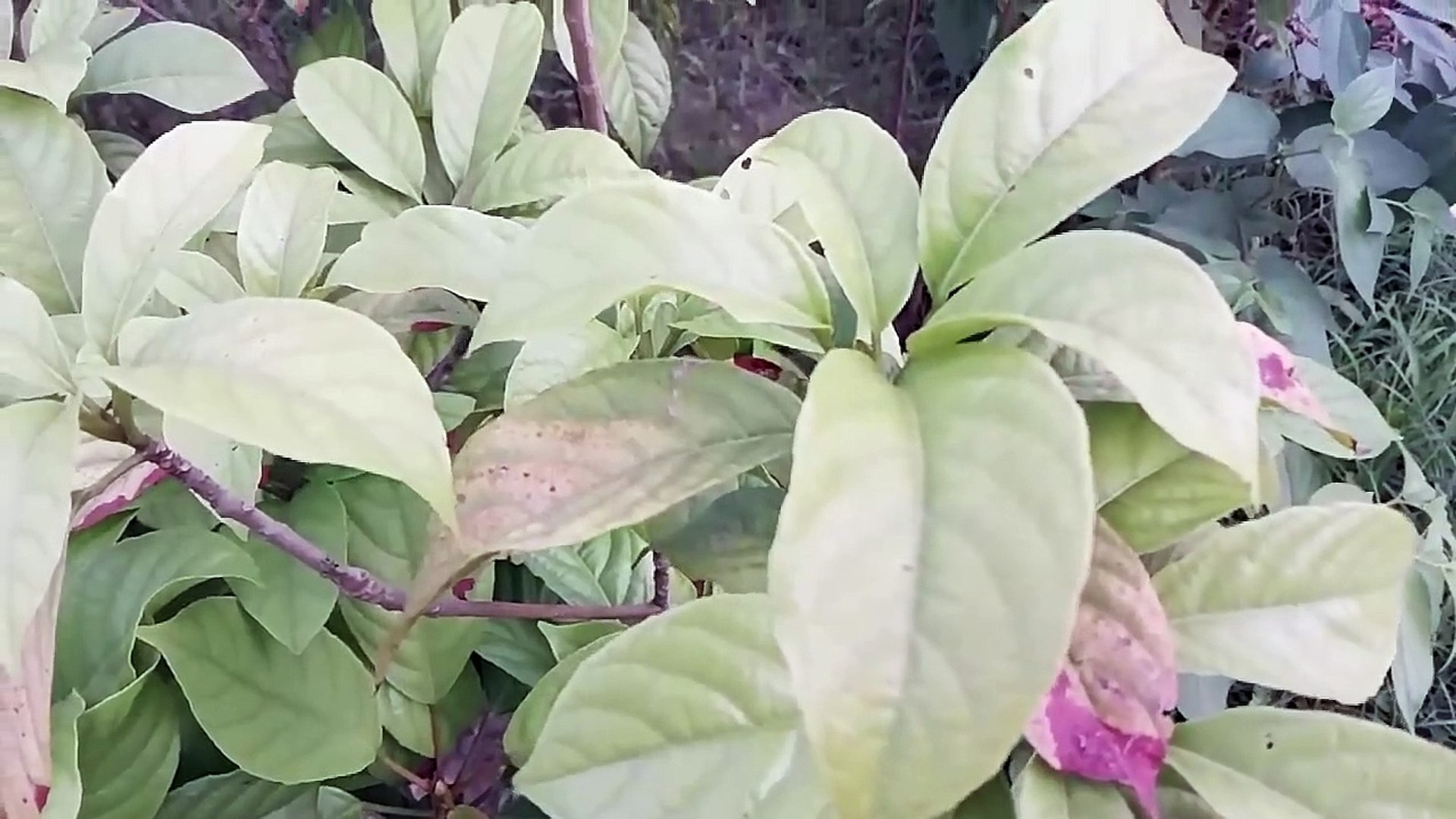 choti golpo | বাংলা চটি গল্প | Jolpai plants cultivation videography -  video Dailymotion