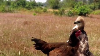 Eagle vs Chicken amazing Hunting fight __ eagle and chicken fight __ rooster fight
