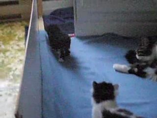 Première sortie des chatons