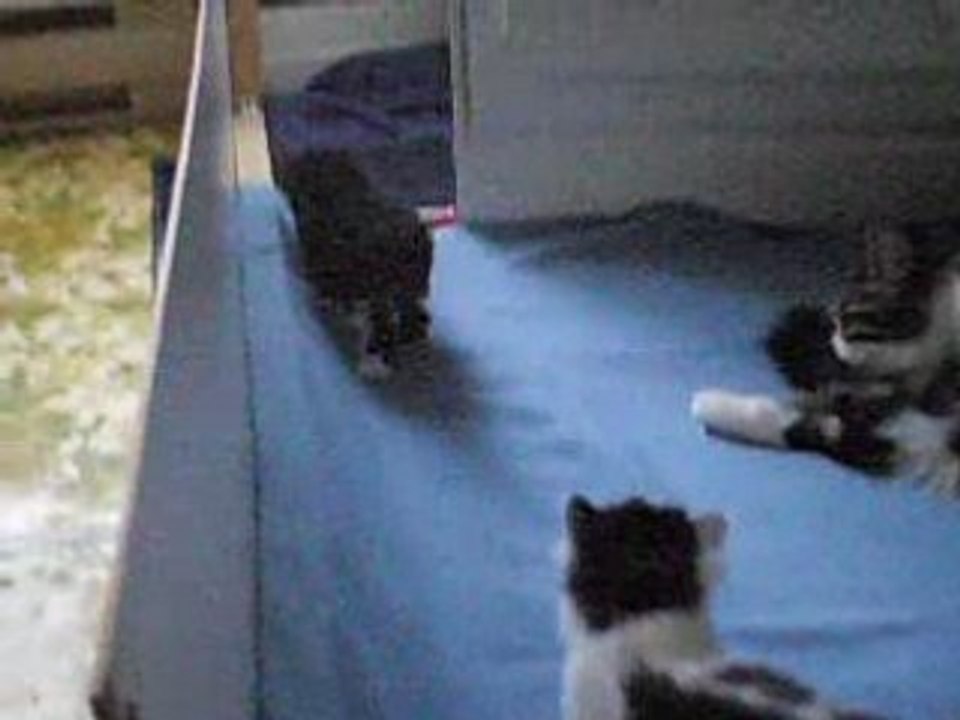 Première sortie des chatons