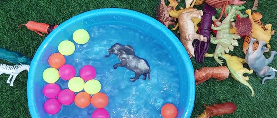 Animals jungle animals