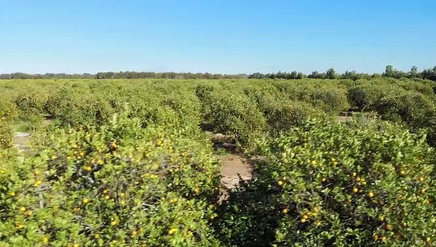 Les chasseurs de la nuit Bande-annonce (EN)