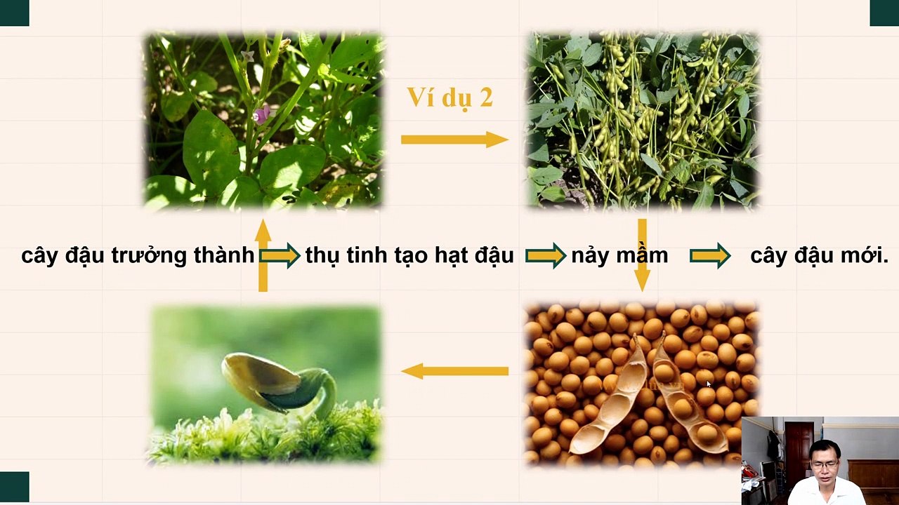 Sinh 11 - Bài 41 Sinh sản vô tính ở thực vật