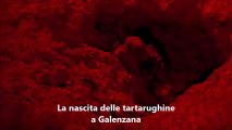 La nascita delle tartarughe