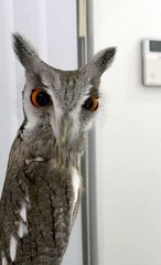 Owl Stare Down