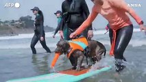 Surf, cani sulla cresta dell'onda in California