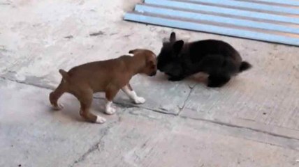 Vidéo hilarante : un chiot marche tellement avec un lapin qu'il finit par imiter ses pas