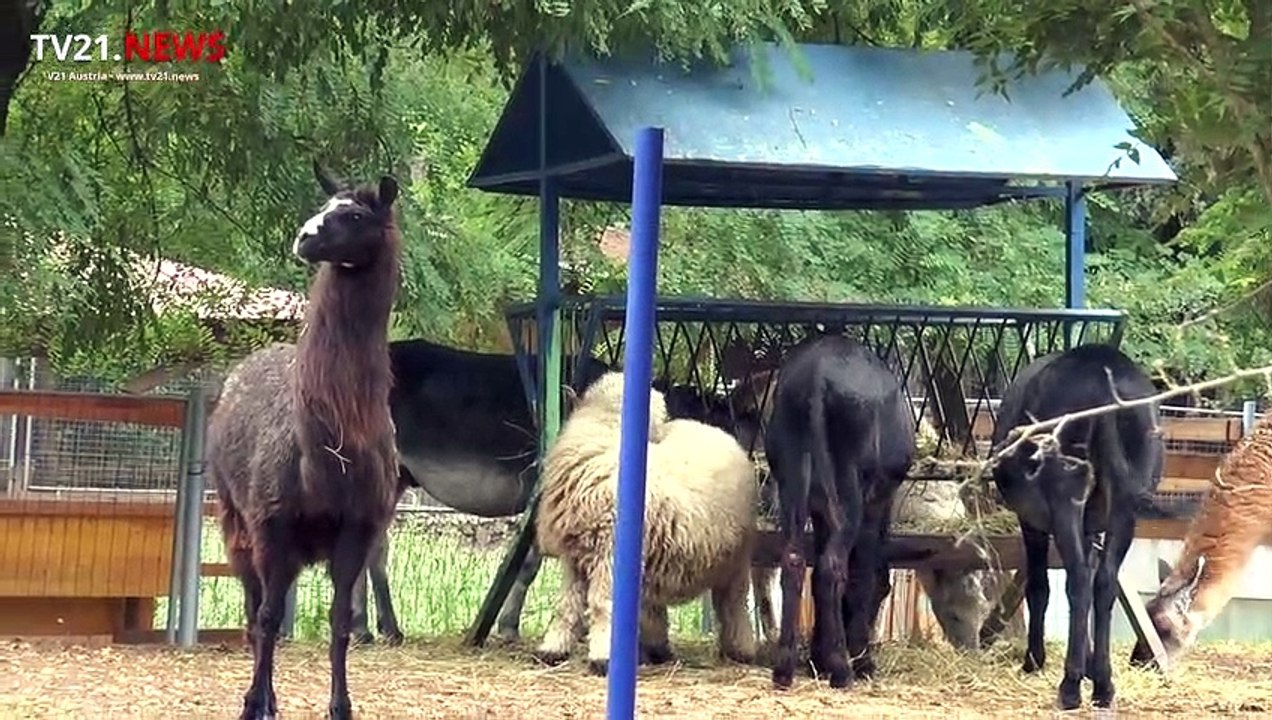 LAbg. Zonschitz Betriebsbesuch beim Marchfeldstrauss