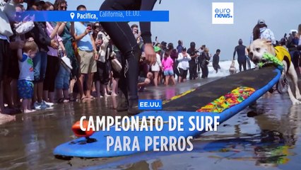 Campeonato Mundial de surf para perros... ¡guau!