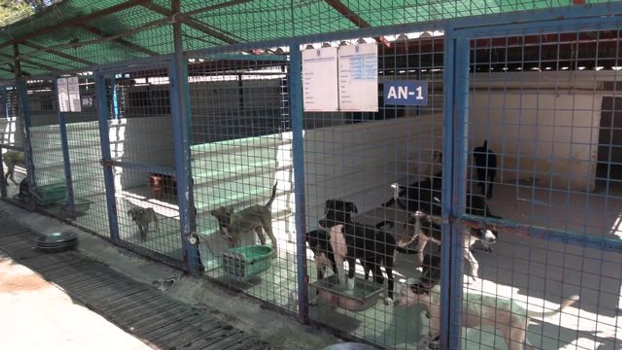 Bodrum Belediyesi Sokak Hayvanları İçin Otomatik Sulukları Bakım ve Yenileme Çalışmaları Yapıyor