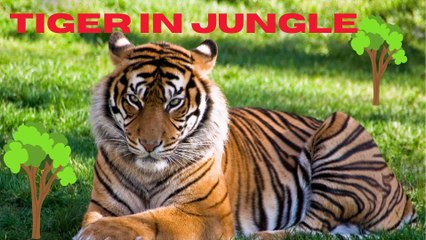 Harimau di hutan - Tiger in jungle