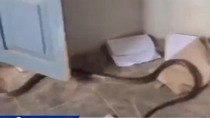 మన్యం జిల్లా: ఎంఈఓ కార్యాలయంలో పాము కలకలం