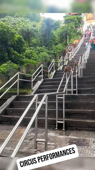 Funny  monkey