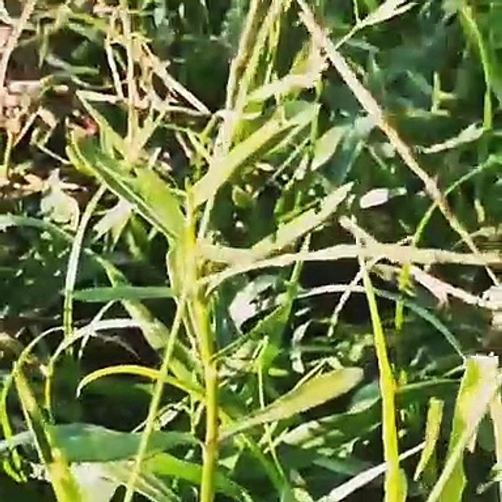 Nature video