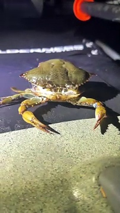 Crab Molts From Its Shell