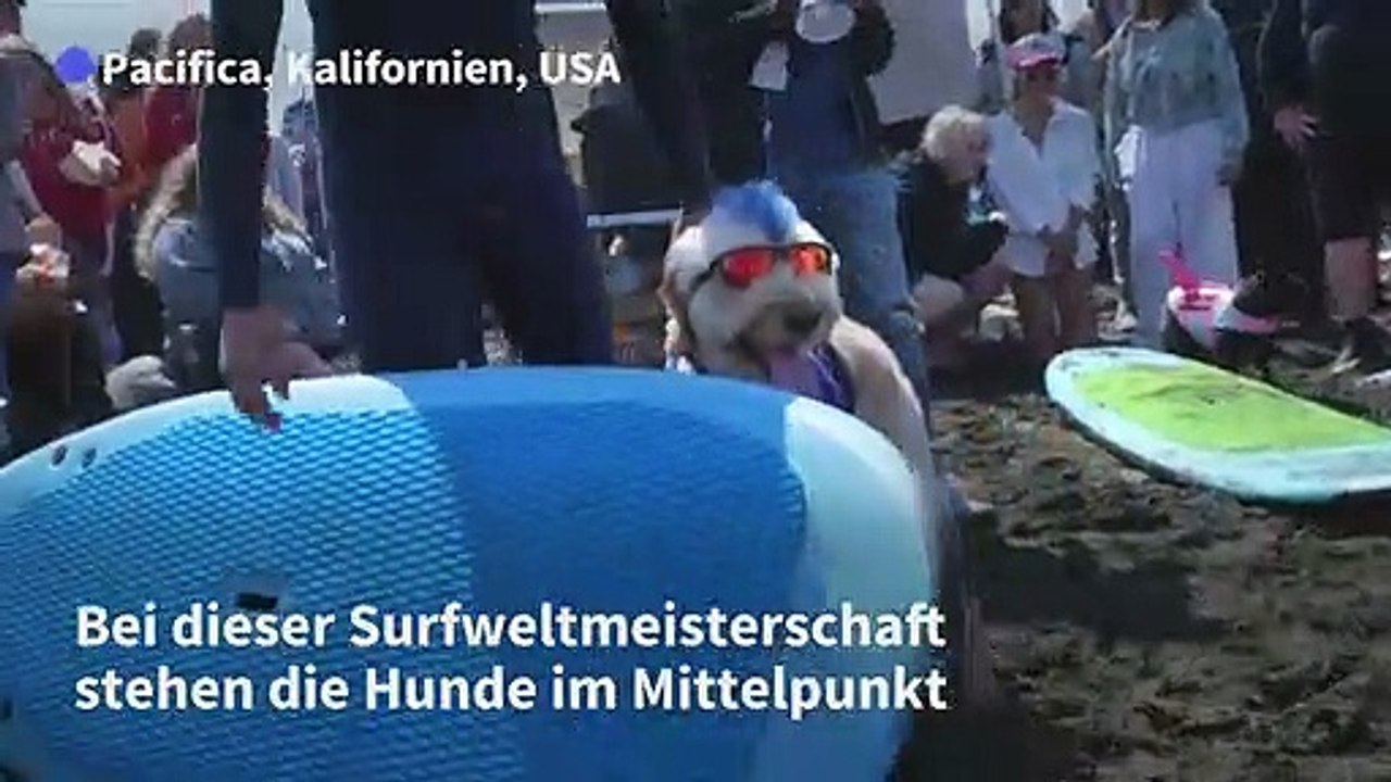 Spaß im nass bei der hunde-surf-wm