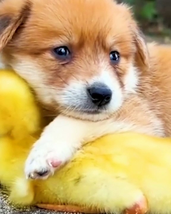 animals both