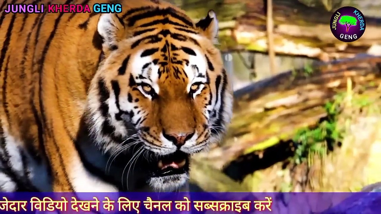 what do baboon with lion  #monkey fight #wild animal