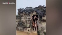 Zürafa ailesinin yuvalarından yağmuru izlediği anlar viral oldu