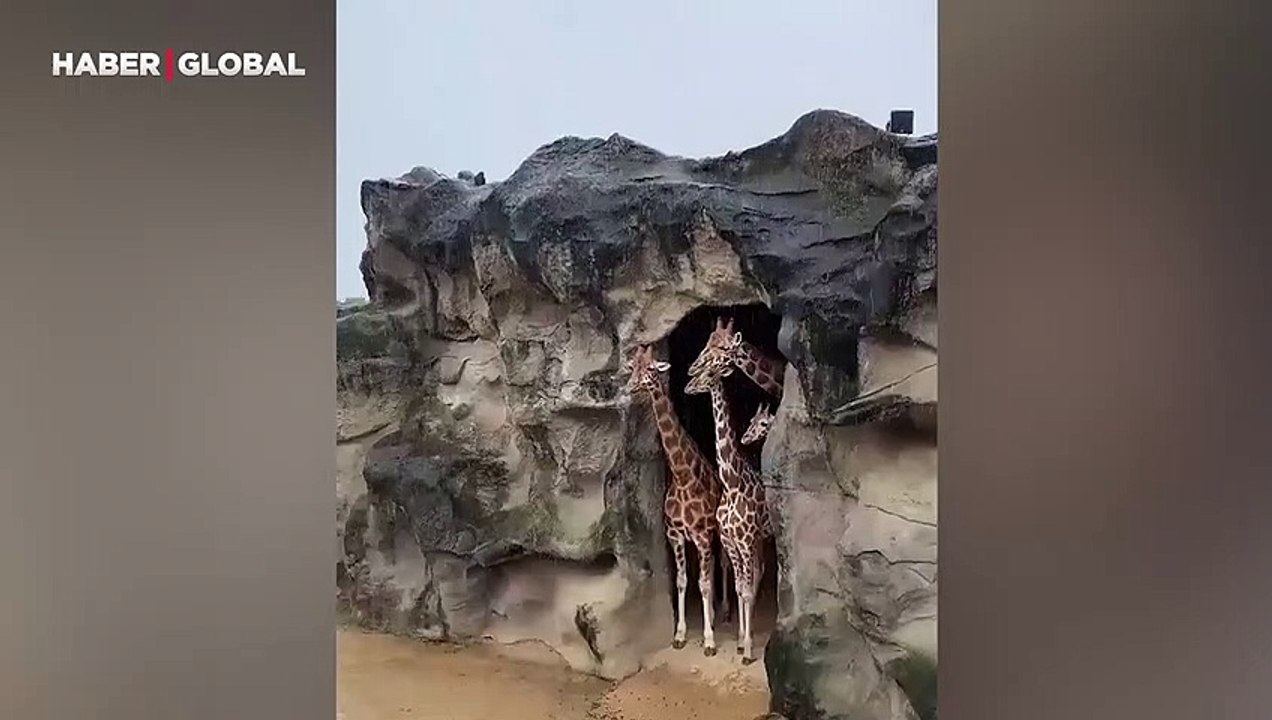 Zürafa ailesinin yuvalarından yağmuru izlediği anlar viral oldu