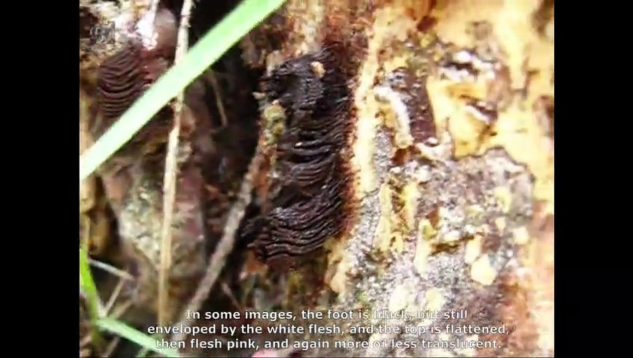 Stemonitis fusca. Champimaginatis. English Text