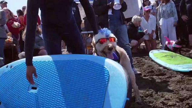 Surf's up for canines at World Dog Surfing Championships