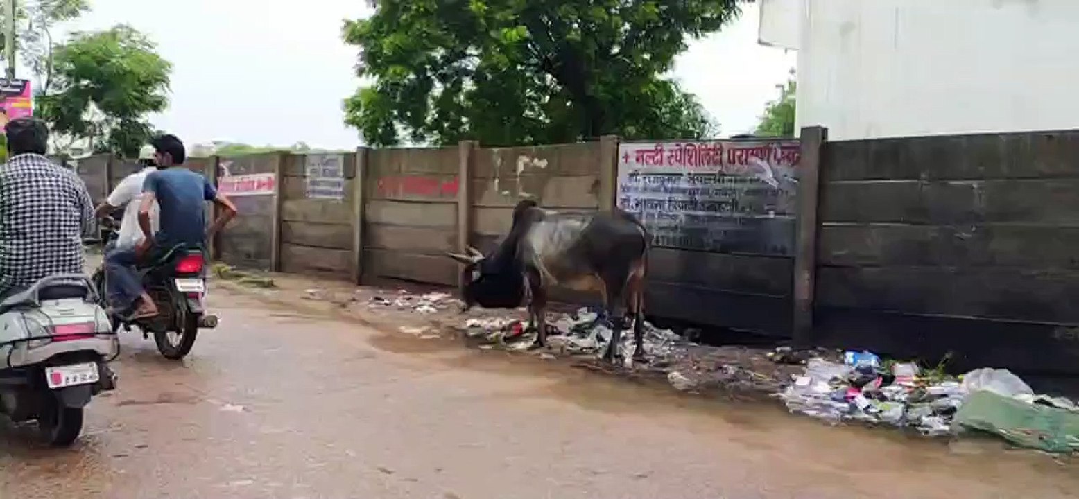 कचरे को देख दौडे चले आते हैं भूख से परेशान गोवंश