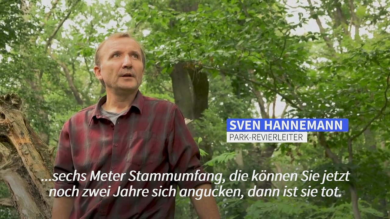 Klimawandel: Baumsterben zwingt deutsche Parks zum Umdenken